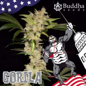 Gorila Buddha Seeds