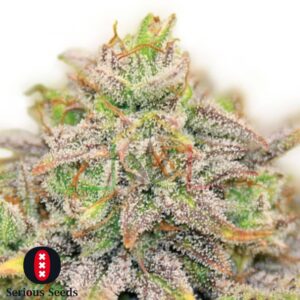 CBD Warlock - Serious Seeds