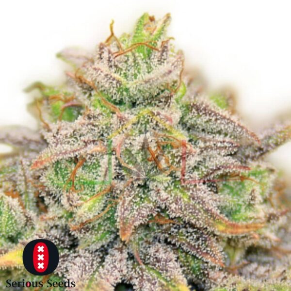 CBD Warlock - Serious Seeds