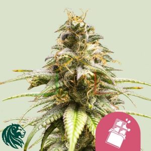 Chocolate Haze - Royal Queen Seeds