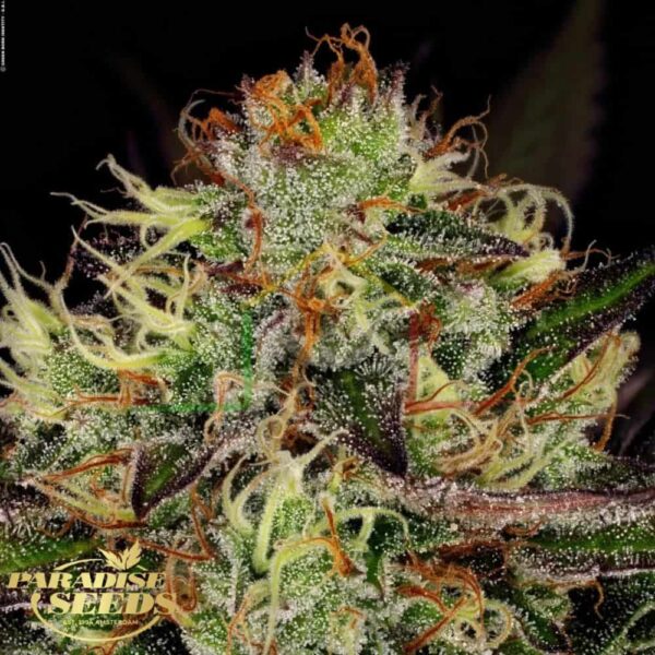 Chocolate Wafflez - Paradise Seeds