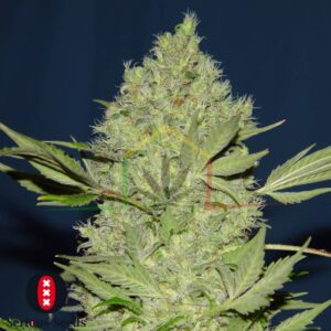 Chronic Regular - Serious Seeds