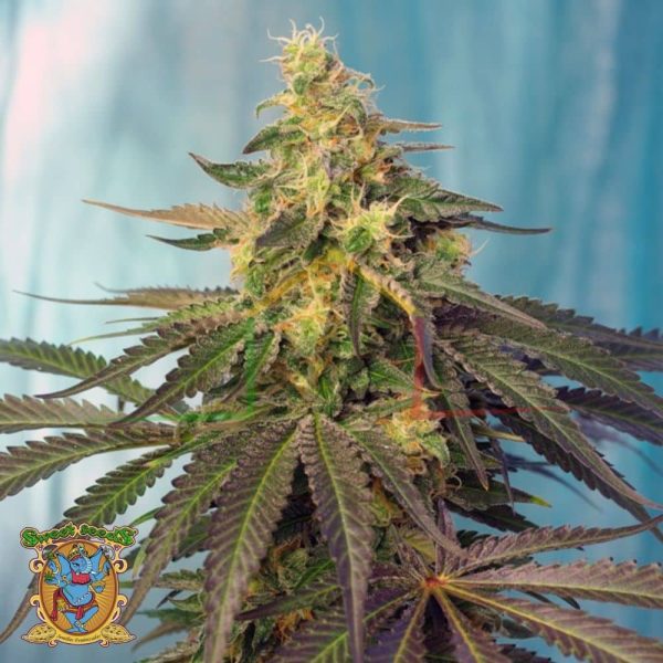 Cream Caramel CBD - Sweet Seeds