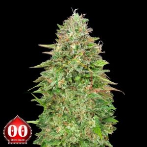 Critical Poison Fast - 00 Seeds