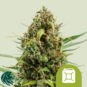 Diesel Automatic - Royal Queen Seeds