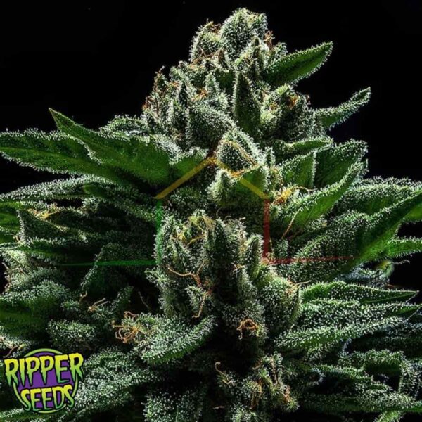 DO-G - Ripper Seeds