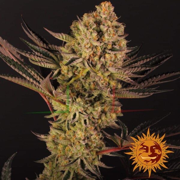 Dos Si Dos 33 - Barney's Farm