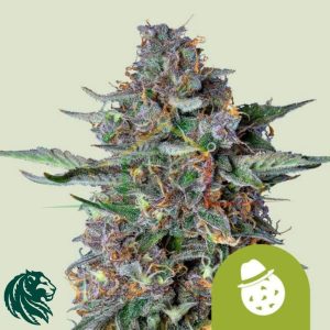 Do Si Dos Automatic - Royal Queen Seeds