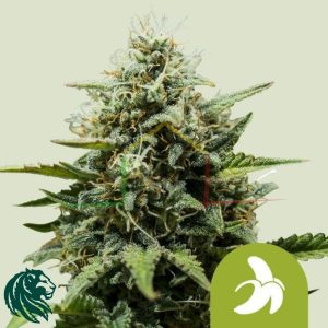 Fat Banana Automatic - Royal Queen Seeds