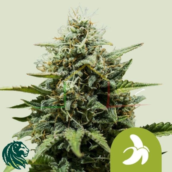Fat Banana Automatic - Royal Queen Seeds