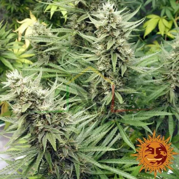 G13 Haze - Barney's Farm