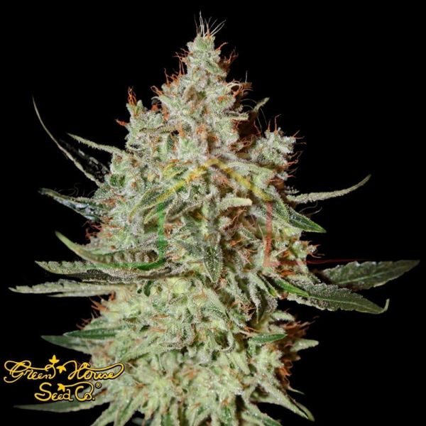 GH Cheese - Green House Seeds