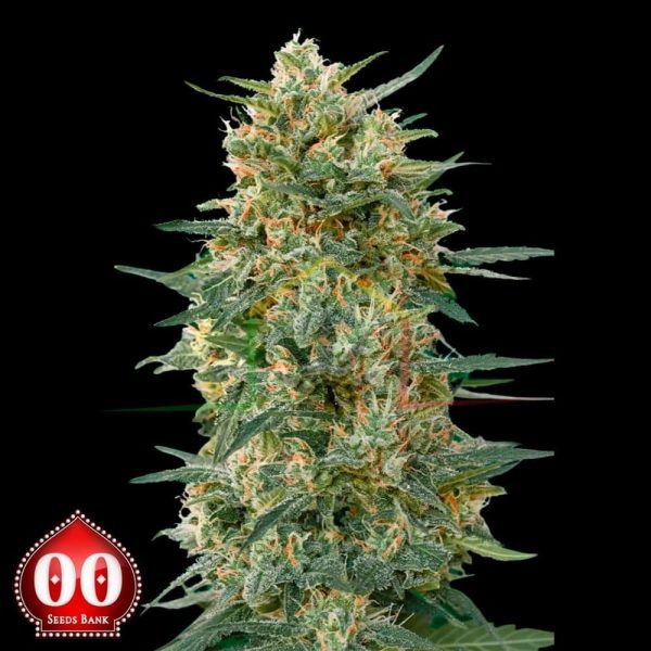 Gorilla Fast - 00 Seeds