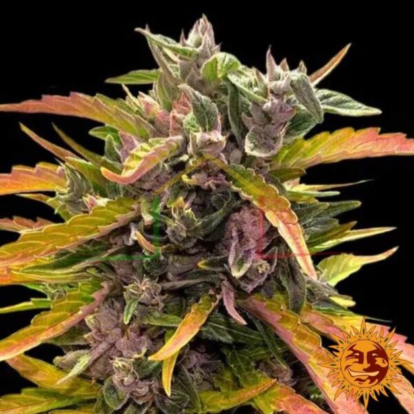 Gorilla Glue Auto - Barney's Farm