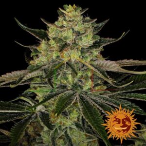 Gorilla Zkittlez - Barney's Farm