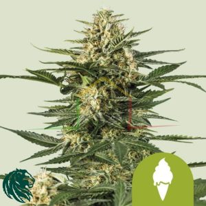 Green Gelato Automatic - Royal Queen Seeds