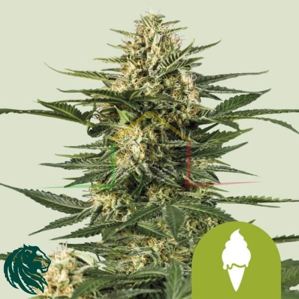 Green Gelato Automatic - Royal Queen Seeds