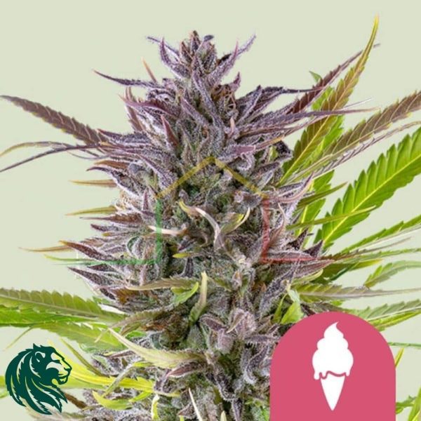 Green Gelato - Royal Queen Seeds