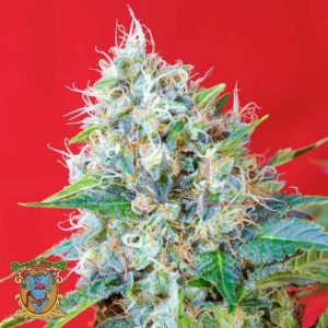 Green Poison Fast Version - Sweet seeds