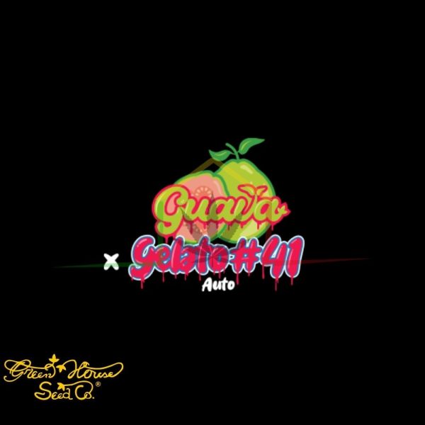 Guava x Gelato 41 Auto - Green House Seeds