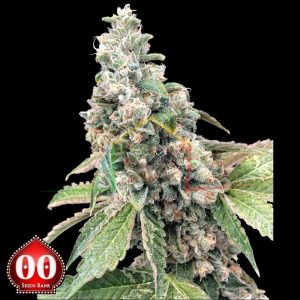 Harlequin CBD - 00 Seeds