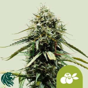 Haze Berry Automatic - Royal Queen Seeds