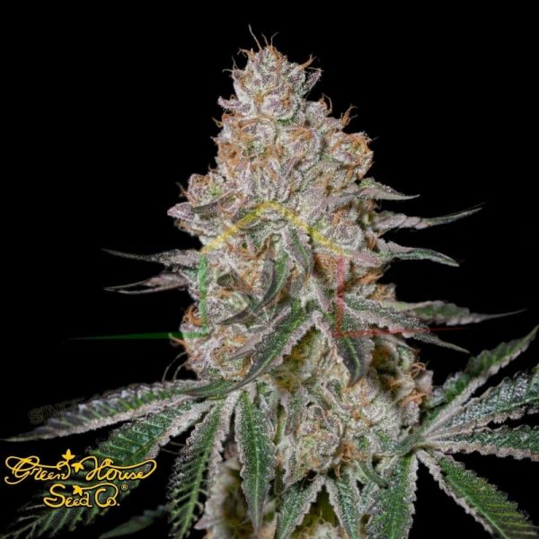HighCloudZ - Green House Seeds