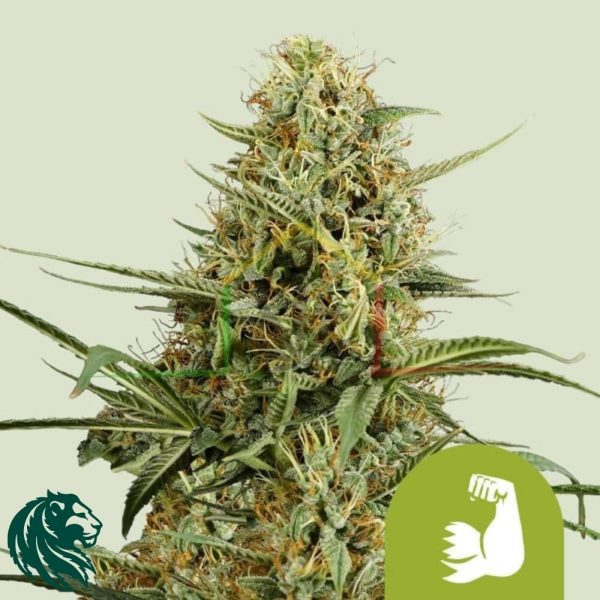 HulkBerry Automatic - Royal Queen Seeds