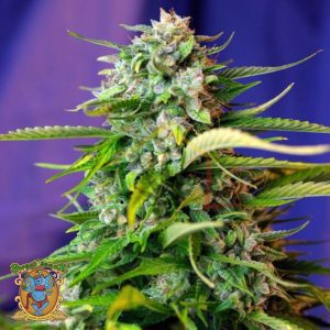 Jack #47 Auto - Sweet Seeds
