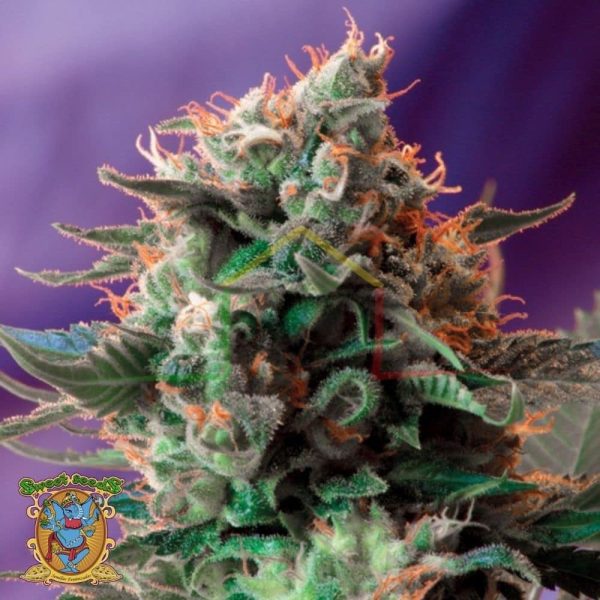Jack 47 Fast Version - Sweet Seeds