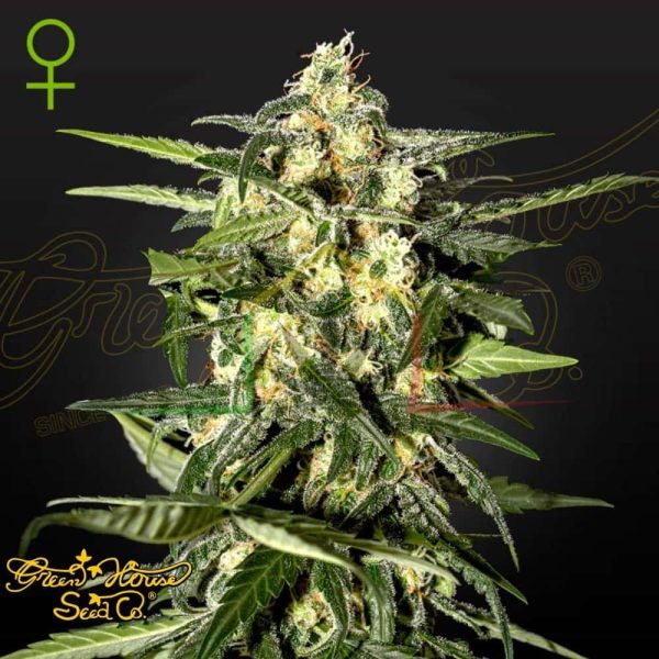 Jack Herer Auto - Green House