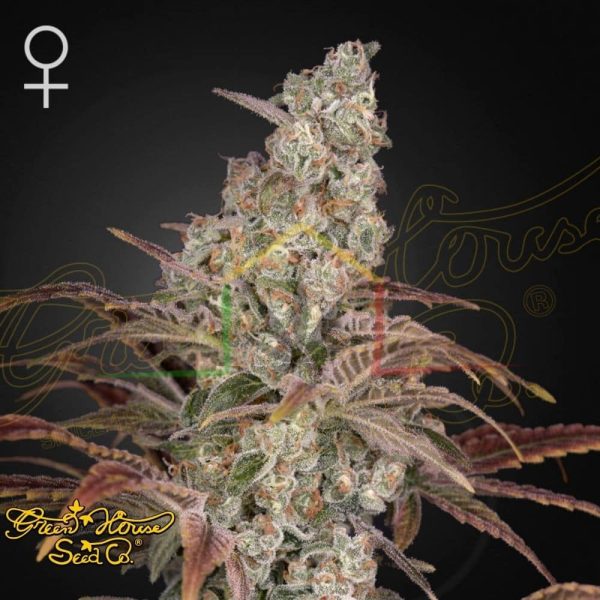 Jack's Dream - Green House Seeds