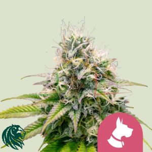 Kali Dog - Royal Queen Seeds