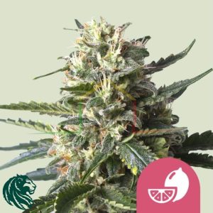 Lemon Shining Silver Haze - Royal Queen Seeds