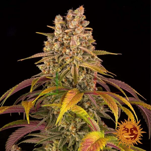 Lemon Tree - Barney's Farm