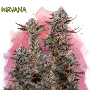 Lithium OG Kush - Nirvana Seeds