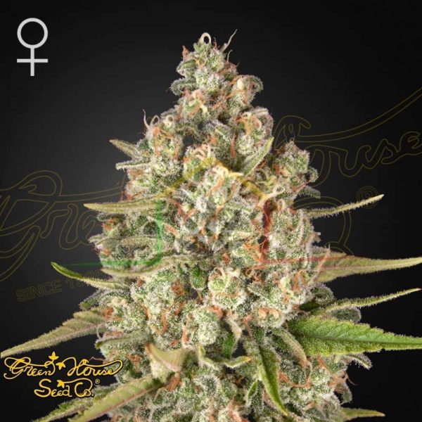 Lost Pearl - Green House Seeds