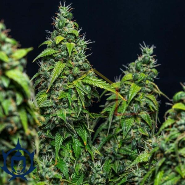 MAGNUM AUTO BUDDHA SEEDS
