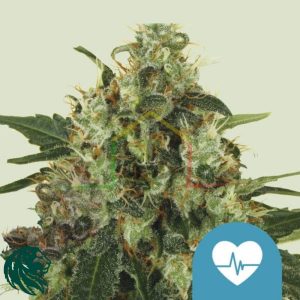Medical Seeds CBD - Royal Queen Seeds