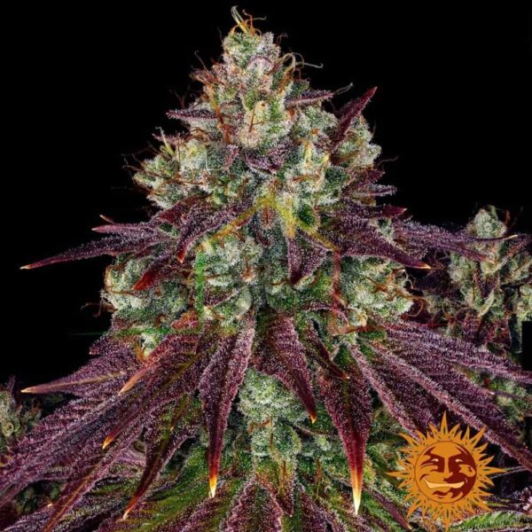 Mimosa Evo - Barney's Farm