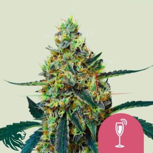 Mimosa - Royal Queen Seeds