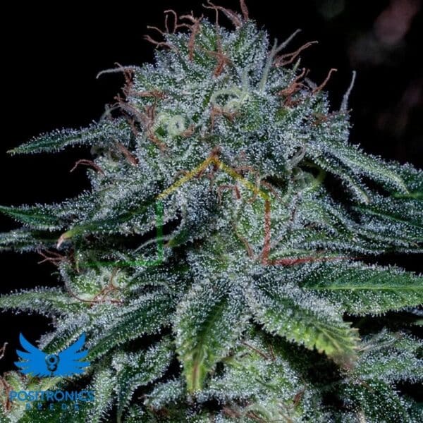 Mystic Cookie - Positronics Seeds