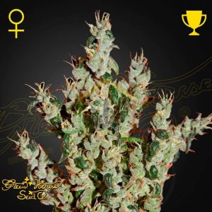 NL5 Haze Mist - Green House Seeds