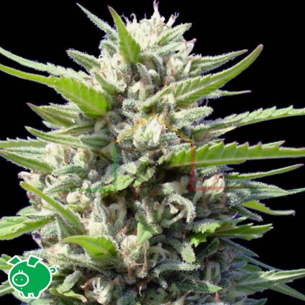 Northern Lights X - Genehtik Seeds