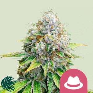 OG Kush - Royal Queen Seeds