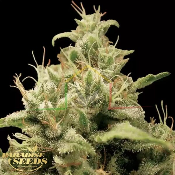 Opium - Paradise Seeds