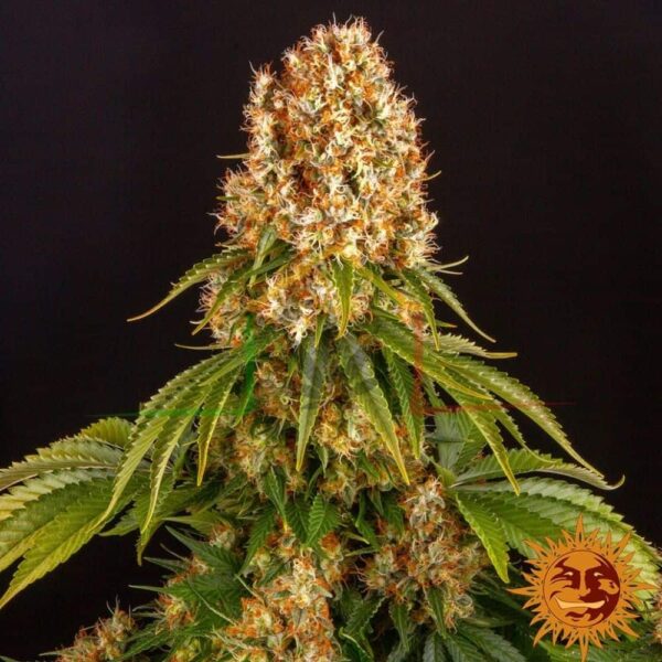 Orange Sherbet - Barney's Farm