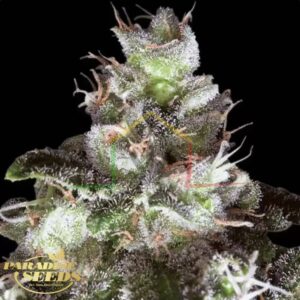 Original White Widow - Paradise Seeds 