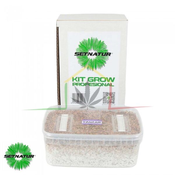 Kit pan de setas Tailandesas