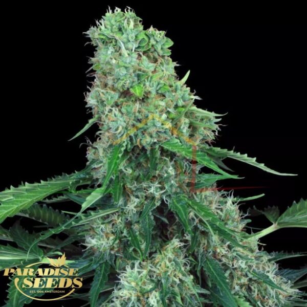 Pandora Auto - Paradise Seeds